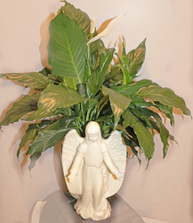 Peace Lily in Angel container.  from Fields Flowers in Ashland, KY
