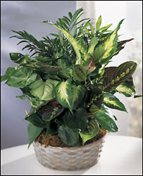 Greens Assortment