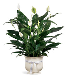 FTD Comfort Planter from Fields Flowers in Ashland, KY