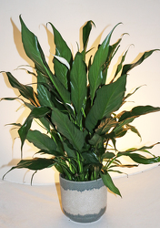 Peace Lily in decorative container.  from Fields Flowers in Ashland, KY