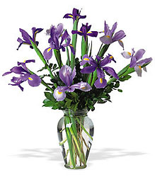 Incredible Iris