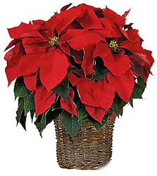 Red Poinsettia from Fields Flowers in Ashland, KY