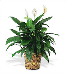 Large Green Plant