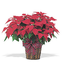Red Poinsettia from Fields Flowers in Ashland, KY