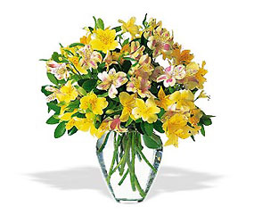 Sparkling Alstroemeria from Fields Flowers in Ashland, KY