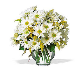 Daisy Cheer from Fields Flowers in Ashland, KY