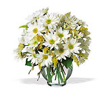 Daisy Cheer from Fields Flowers in Ashland, KY